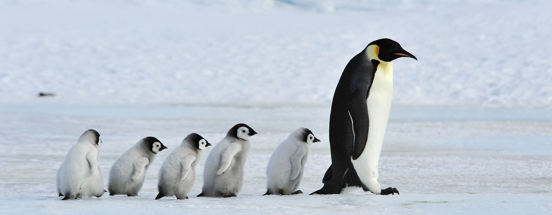 Emperor Penguins with chick