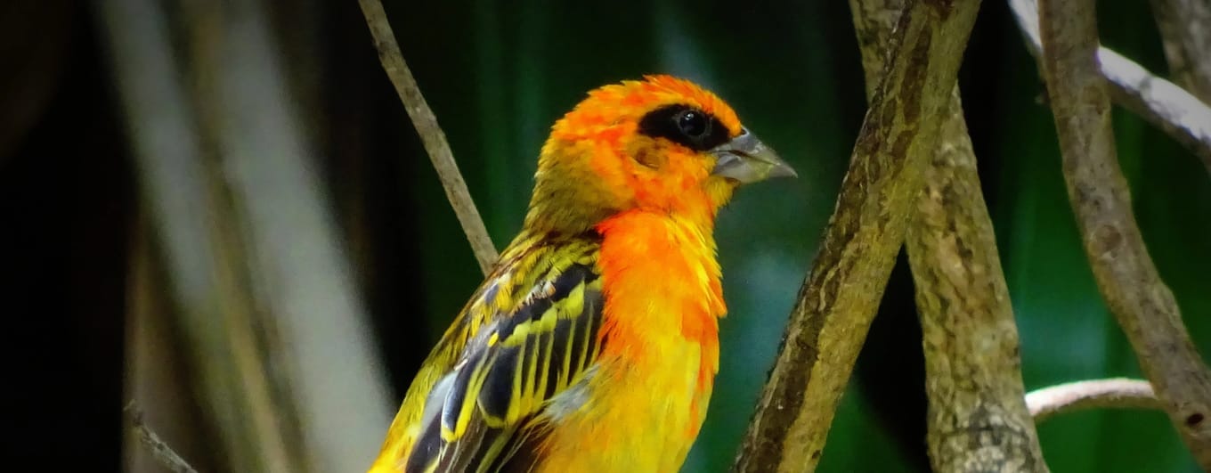 Close up image of a colourful bird