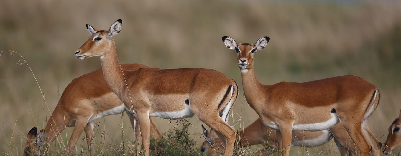 Impala gazelle