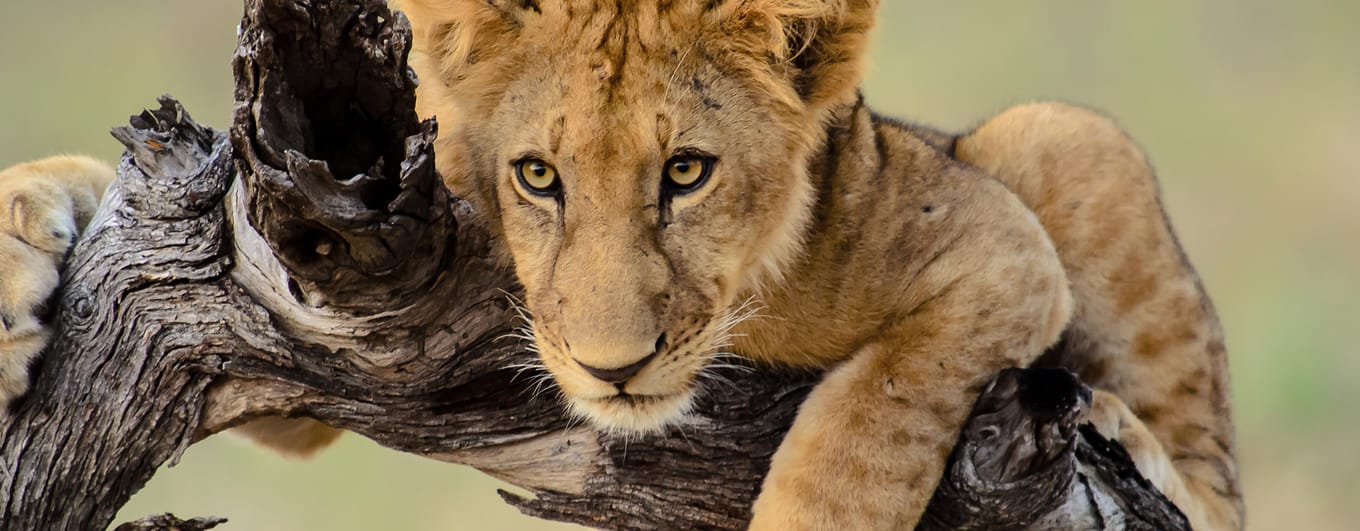 Close up of a young lion