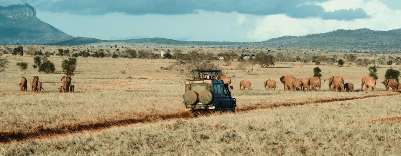 Game drive through the African bush with elephants