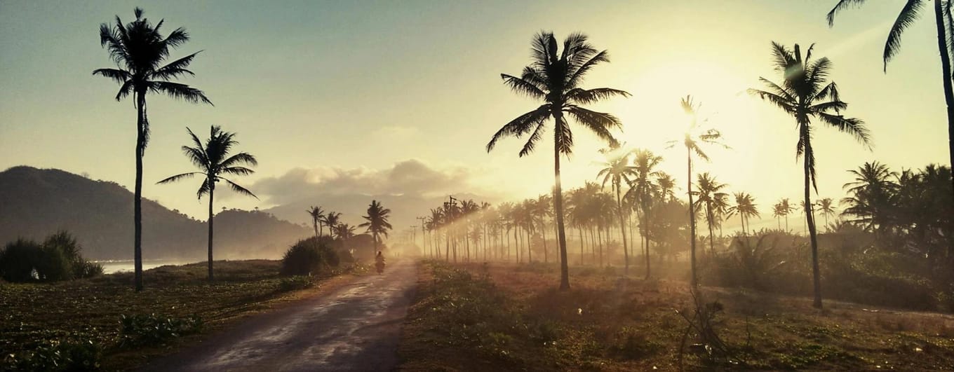 image of moped driving through palm trees in the sunlight