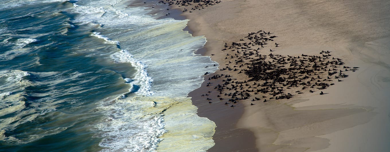 Namibia_Skeleton Coast_seal colony_iStock_000005094878