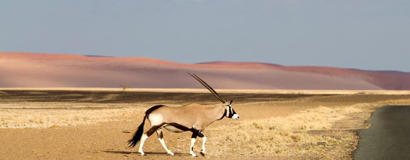 Namibia_Sossusvlei_an oryx crossing_iStock_000054700162_resized