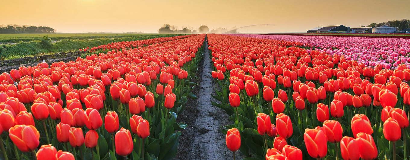 Beautiful colored tulip fields in the Netherlands in spring at sunset