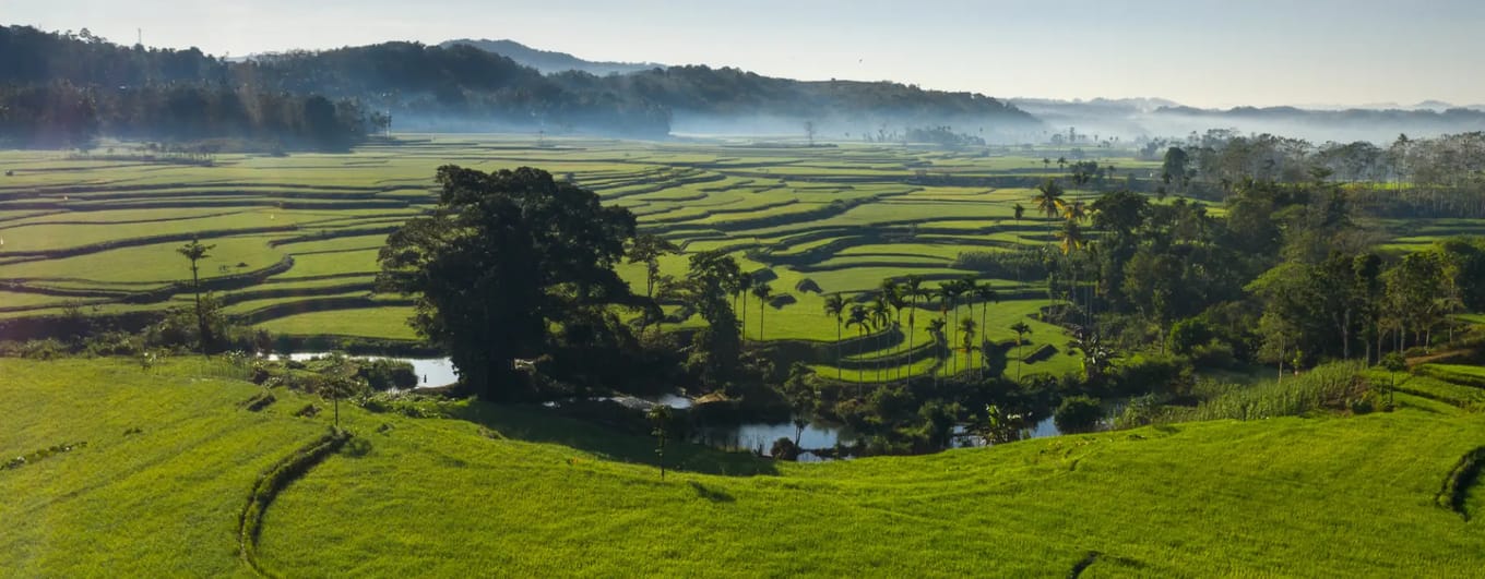 Rice paddy fields and lush green vegetation in Sumba