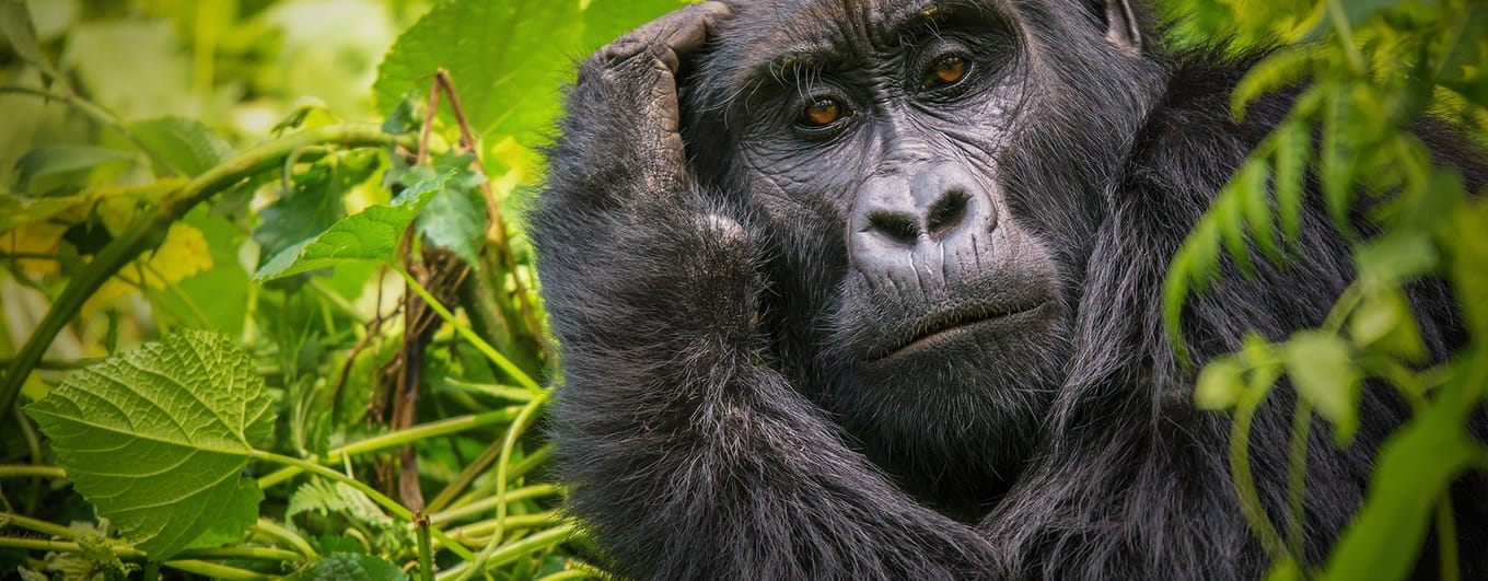 Gorilla in Uganda