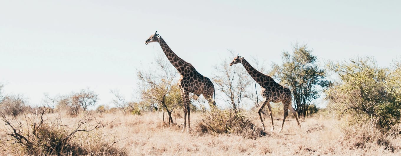 Two Giraffes crossing savannah in South Africa