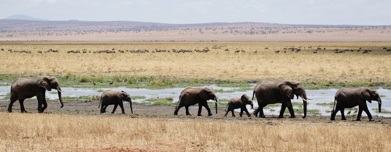 Elephants in the Serengeti