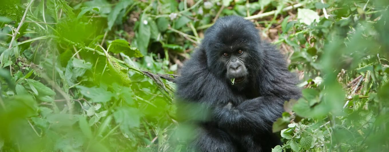 A baby gorilla amongst Rwanda forest