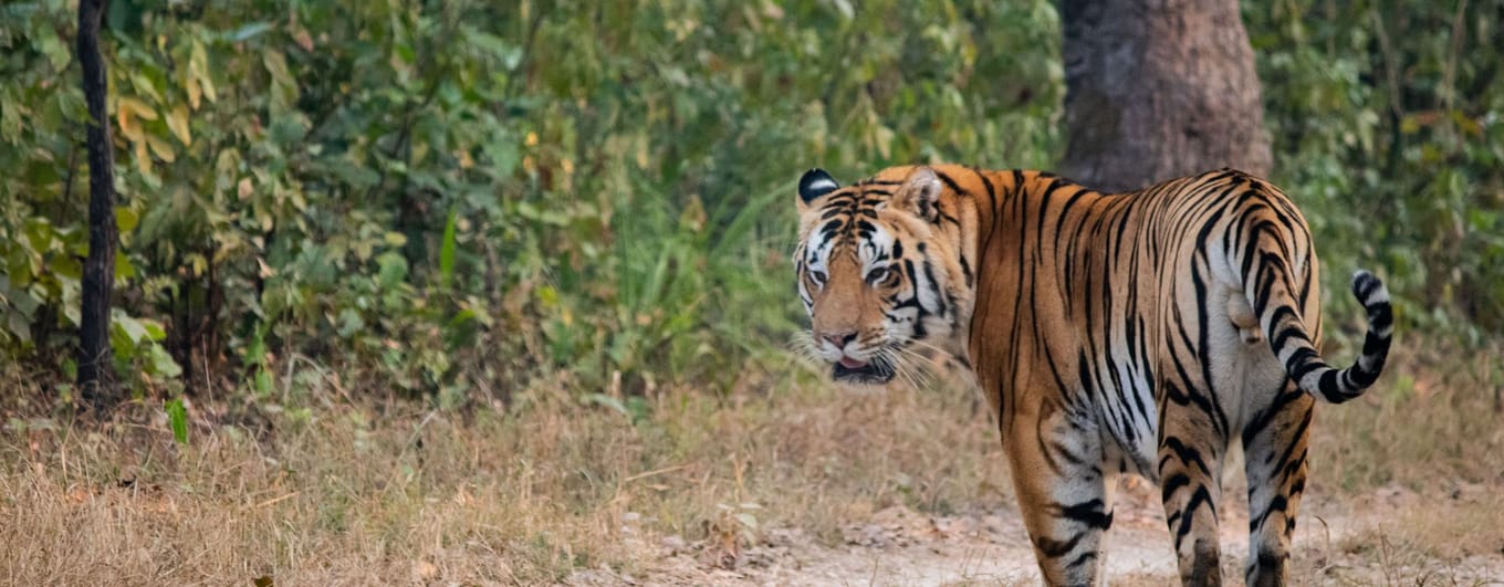 a royal bengal tiger in India
