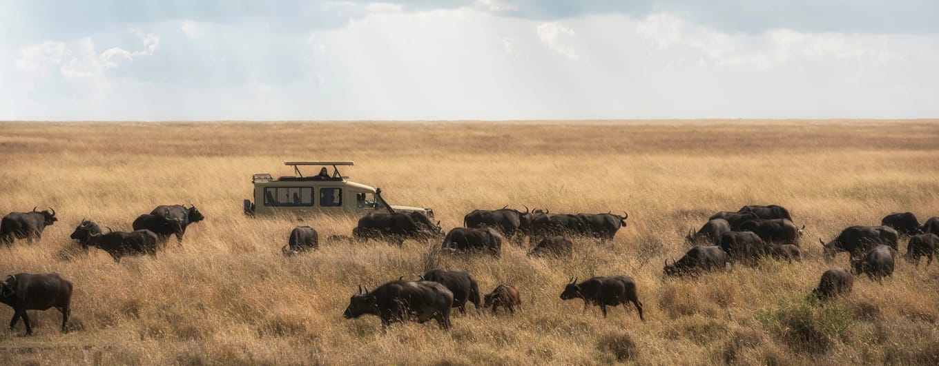 Wildebeest herds on the Serengeti Plains