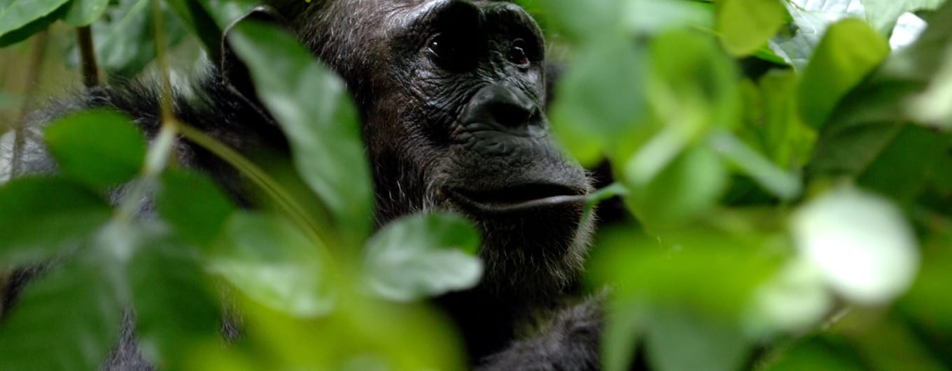 Chimpanzee in Mahale Mountains, Tanzania