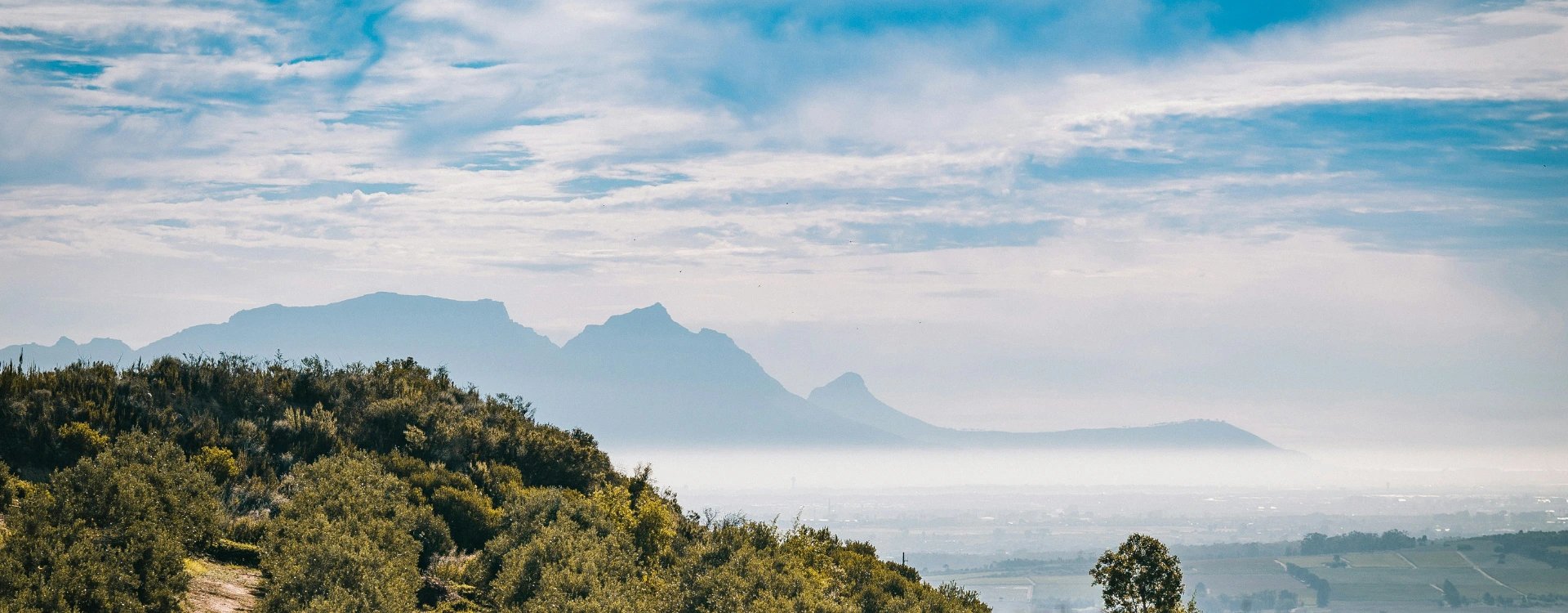 Vineyards with mountains in the background in South Africa