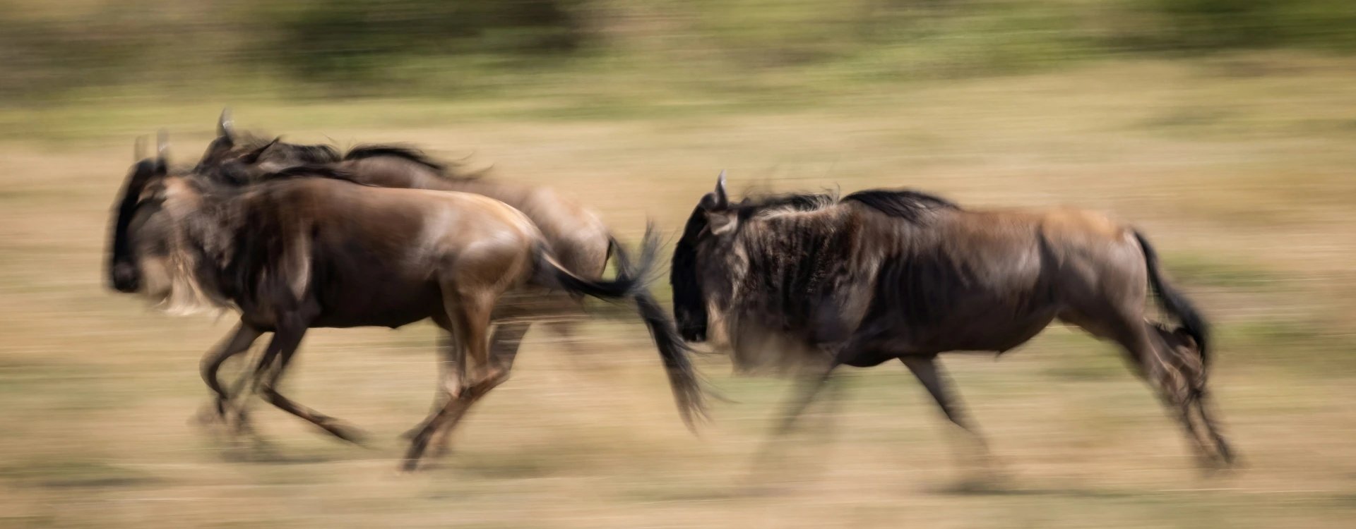 Wildebeest rushing through plains during the Great Migration in Tanzania