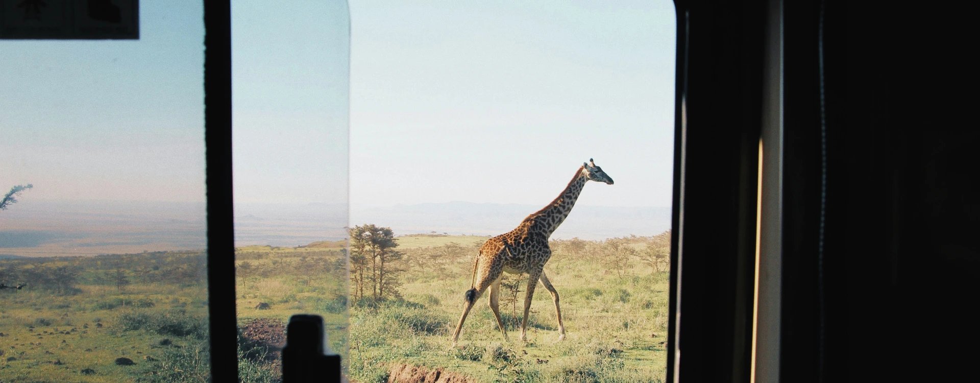 Giraffe viewed through Safari vehicle window in the Serengeti