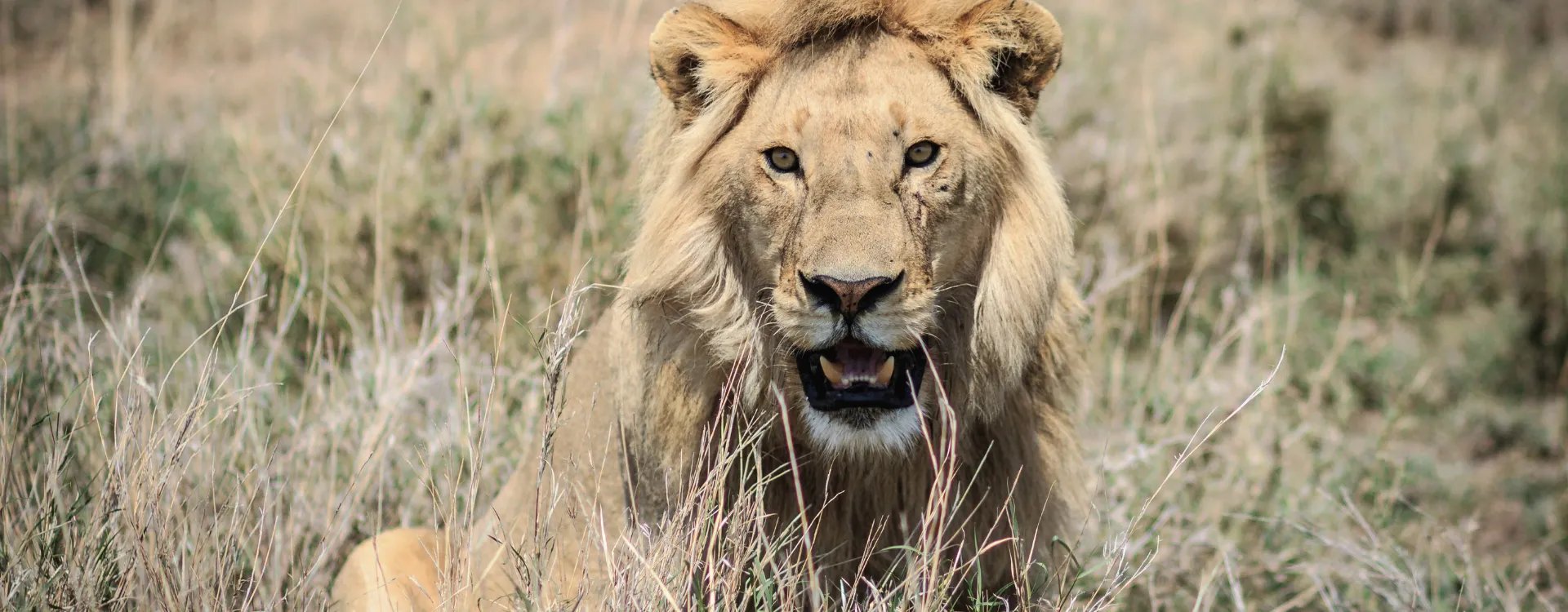 Lion in Tanzania