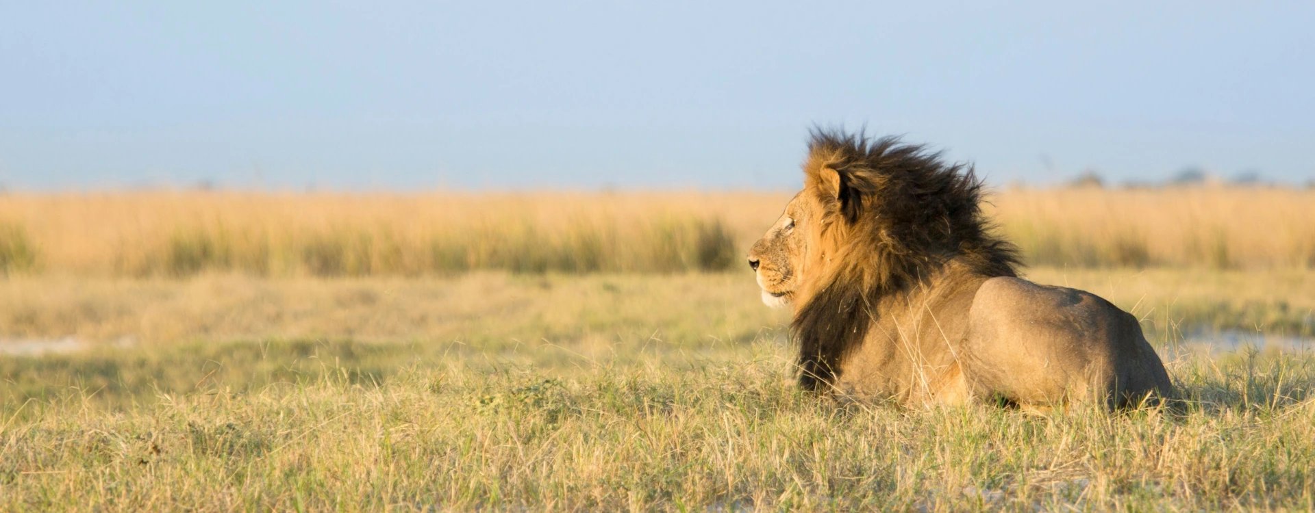 Lion sitting on grassy savannah in Africa