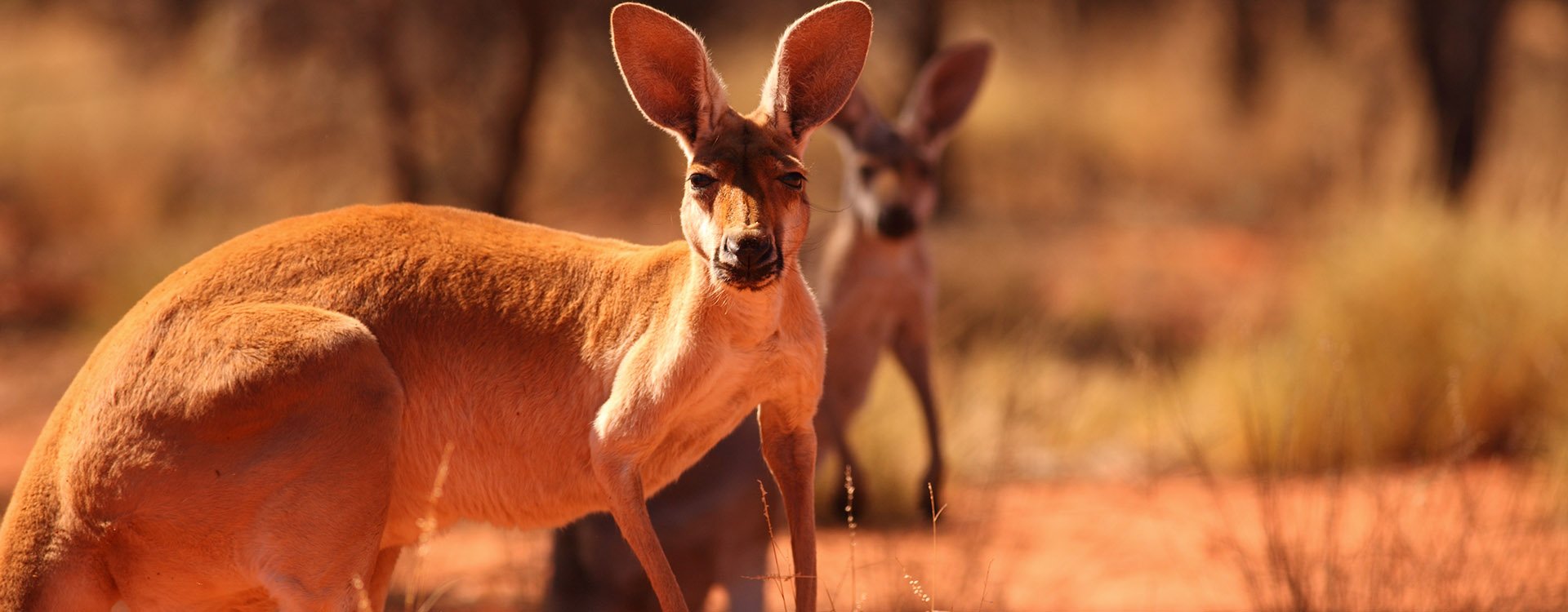 A female Red Kangaroo with her joey on the red sand of outback central Australia, Northern Territory