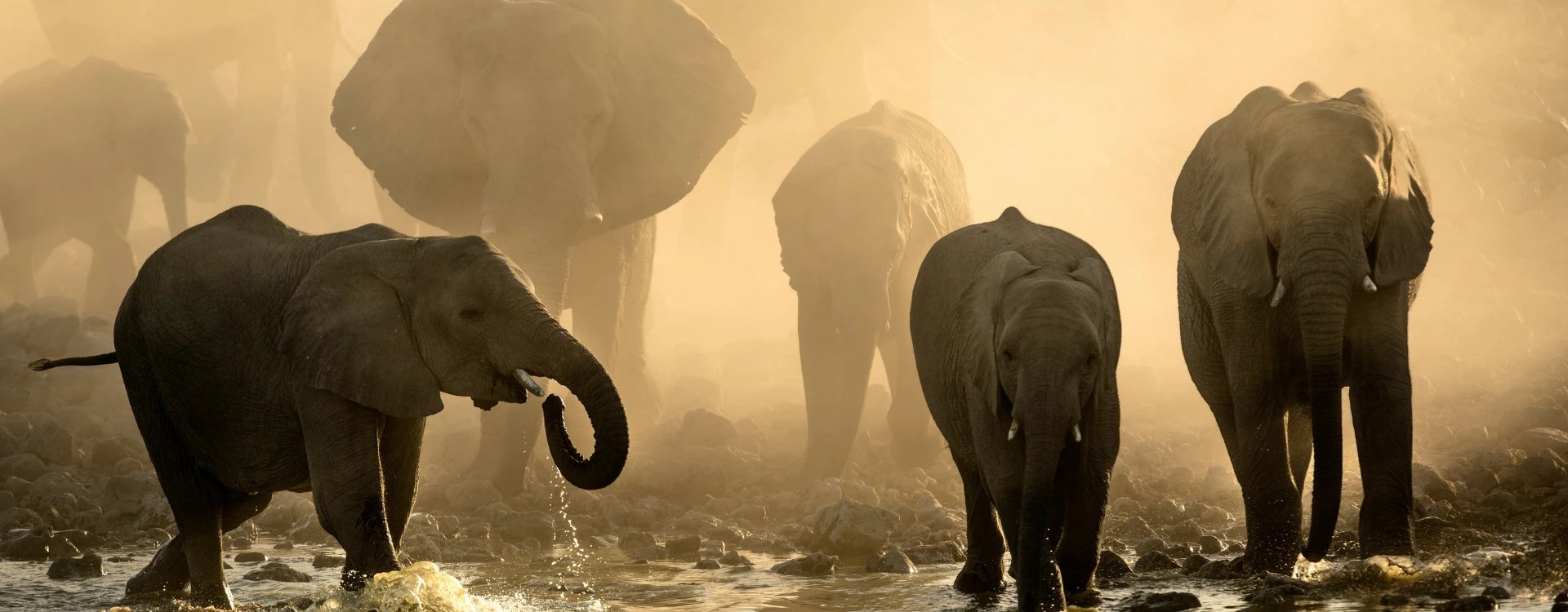 Elephants gathering by water with orange sky in South Africa