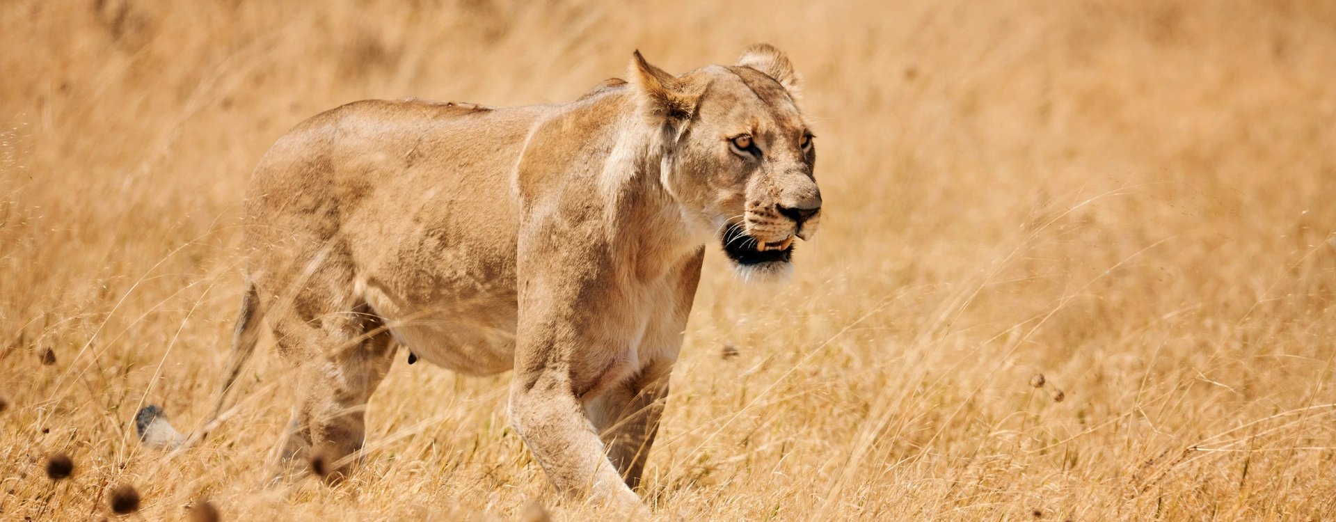 Female lion prowling across long grass in South Africa