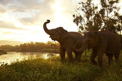 Anantara Golden Triangle Elephant Camp & Resort