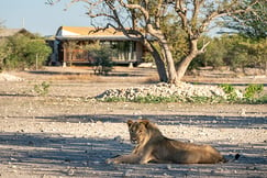 Anderssons Camp Ongava