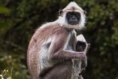 Another wildlife in Yala National Park