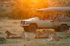 Safari vehicle with lions nearby