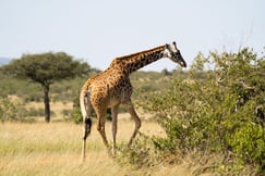 Giraffe in Kenya's Maasai Mara