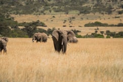 Elephant in Kenya's grasslands