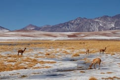 llamas in the atacama desert peru