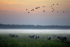 Bamurru Plains