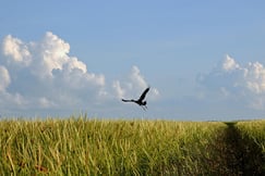 Bamurru Plains