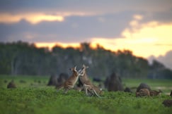 Bamurru Plains