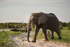 Belmond Savute Elephant Camp