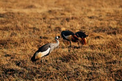 Birding activity at Ntemwa-Busanga Camp