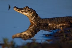 Caiman