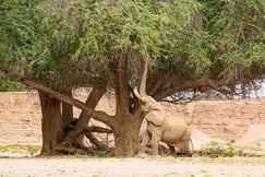 Hoanib Skeleton Coast