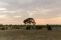 Cheetah Plains