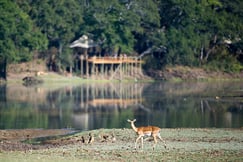 Chindeni Bushcamp