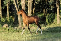 Estancia Los Potreros