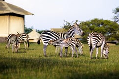 Singita Sabora Tented Camp