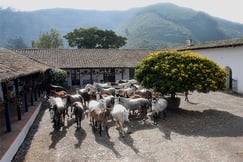 Hacienda Zuleta