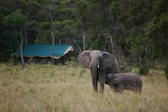 Elephant Pepper Camp