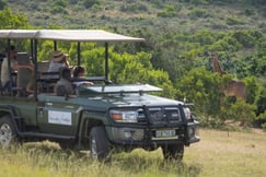 Safari  game drive spotting giraffes in the African bush