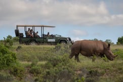 Safari game drive spotting rhinos