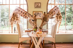 Giraffe Manor Kenya