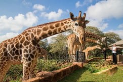 Giraffe Manor Kenya