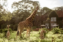 Giraffe Manor Kenya